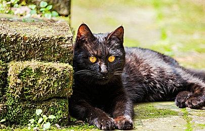 网传动视暴雪CEO科蒂克将在Xbox收购完成后离职